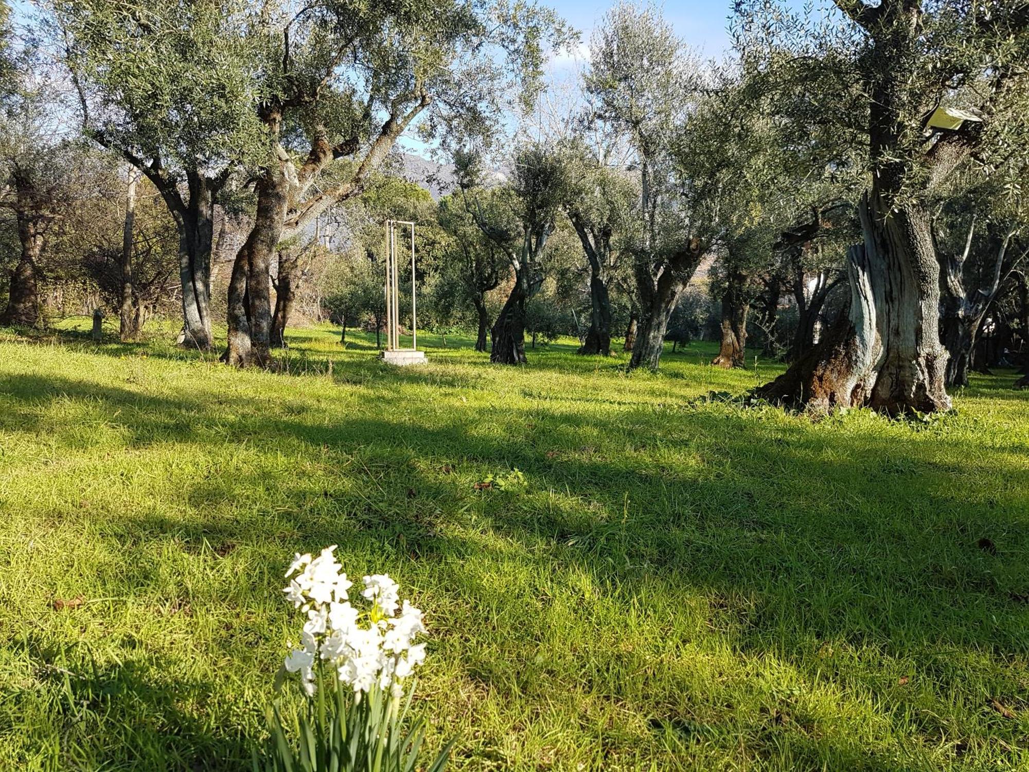 בית הארחה סרבצה 	Antico Uliveto מראה חיצוני תמונה